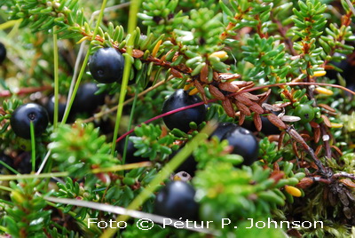 Það eru góð berjalönd í Brynjudal. Foto © Pétur P. Johnson.