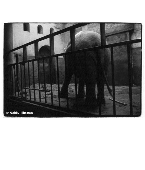 Elephant in a Zoo in Denmark