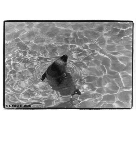 Seal in a Zoo in Denmark